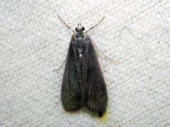 Parapoynx maculalis