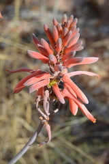 Aloe parvibracteata