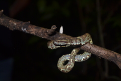 Craspedocephalus malabaricus