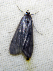Parapoynx maculalis