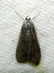 Parapoynx maculalis