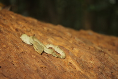 Craspedocephalus malabaricus