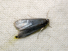 Parapoynx maculalis