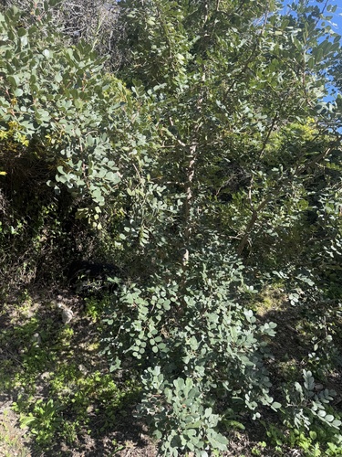 Foto de Alfarrobeira