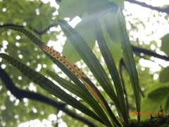 Lepisorus thunbergianus