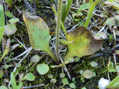Micranthes integrifolia