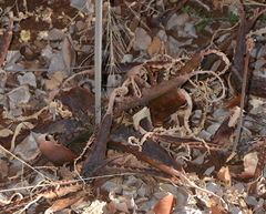 Aloe parvibracteata