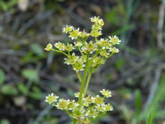 Micranthes integrifolia