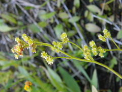 Micranthes integrifolia