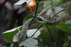 Craspedocephalus malabaricus