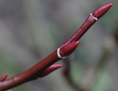 Salix fargesii observed 2025-01-01