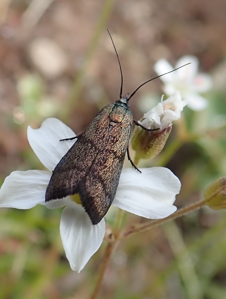 Pyla scintillans