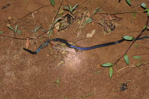 Indian Black Earth Snake, Melanophidium wynaudense