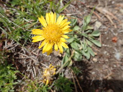 Erigeron aureus
