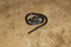 Melanophidium wynaudense