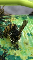 Vespula pensylvanica