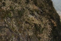 Craspedocephalus malabaricus