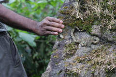 Craspedocephalus malabaricus