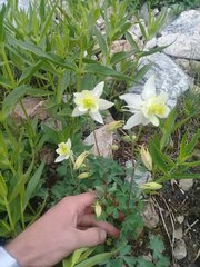 Aquilegia coerulea