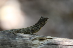 Monilesaurus ellioti