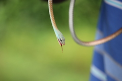 Dendrelaphis grandoculis
