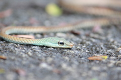 Dendrelaphis grandoculis