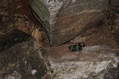 Lycodon travancoricus