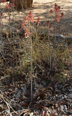 Aloe parvibracteata