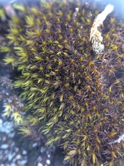 Racomitrium macounii alpinum