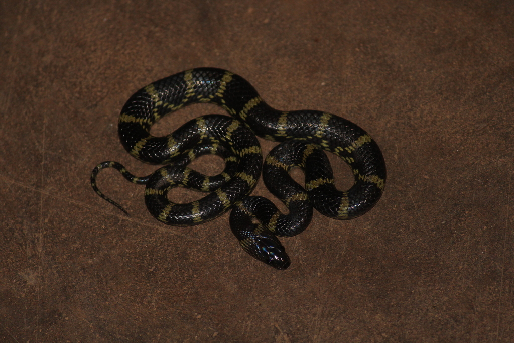Travancore Wolf Snake