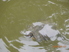 Trachemys scripta elegans