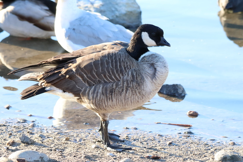 Barnacla canadiense chica (Branta hutchinsii)
