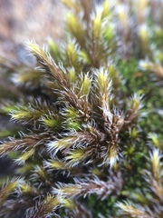 Racomitrium brevipes