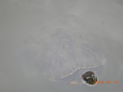 Trachemys scripta elegans