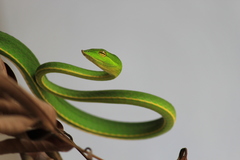 Ahaetulla farnsworthi