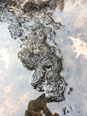 Marsupella sphacelata