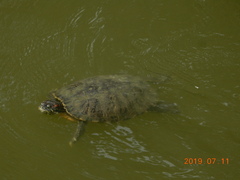 Trachemys scripta elegans