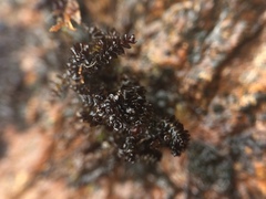 Marsupella sphacelata