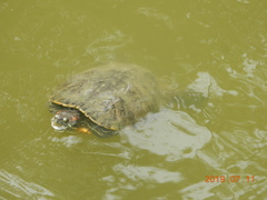 Trachemys scripta elegans