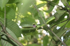 Ahaetulla farnsworthi