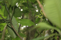 Ahaetulla farnsworthi