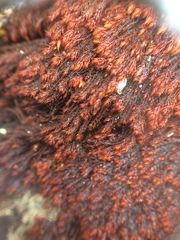 Andreaea nivalis