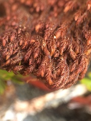 Andreaea nivalis