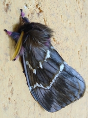 Paradirphia rudloffi