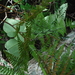 Maxonia apiifolia - Photo (c) Martin Reith, μερικά δικαιώματα διατηρούνται (CC BY-NC), uploaded by Martin Reith