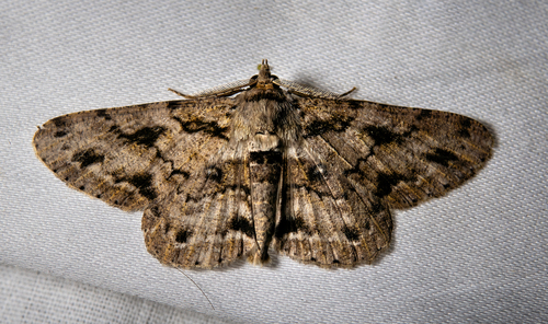 Cleora repetita