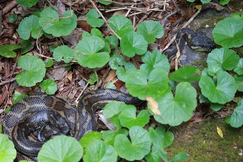 Coastal Carpet Python sighting