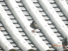 Columba livia domestica
