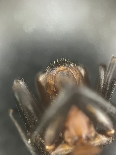 Rudoji miško skruzdėlė nuotrauka