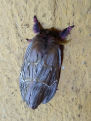 Paradirphia rudloffi